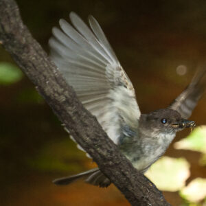 A Flycatcher Catches Its Fly