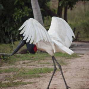 A Jabiru Displays