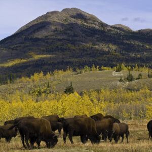 The Aishihik Wood Bison herd.