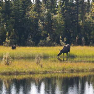 Moose cow and calf foraging.