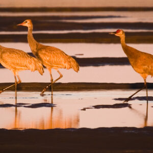 Strutting Sandhill Cranes