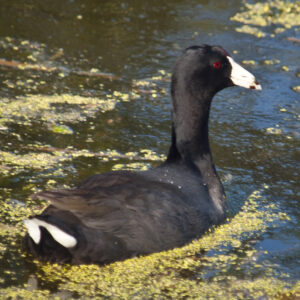 American Coot