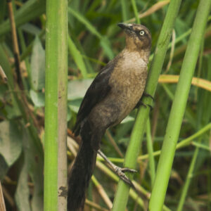 An American Cuckoo