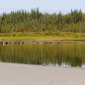 Caribou following ancient migration route.