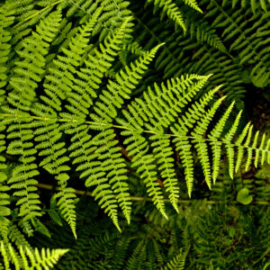 Close-up of a fern's pattern.