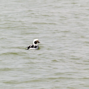 An oldsquaw long-tailed duck.