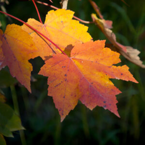 Autumn leaves in a Maine forest.