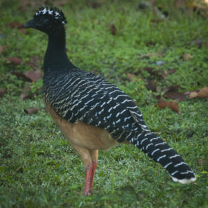 Bare-Faced Curassow (Female)