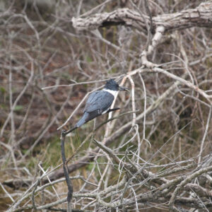 Belted Kingfisher Fishing