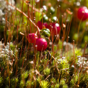Tundra berries and lichen in arctic Alaska.
