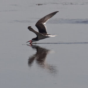 Black Skimmer