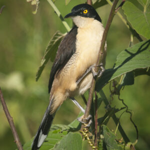 Black-capped Mocking Thrush