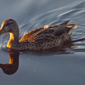Blackduck