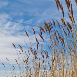 Blackwater Marsh Grasses