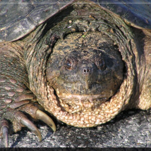 Close-up of snapping turtle.