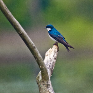 Bluebird perched on branch.
