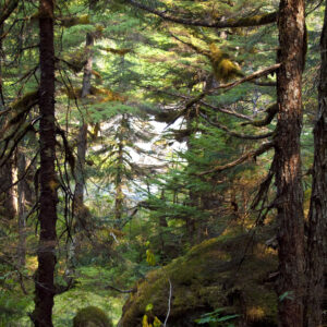 The lush interior of Alaska's Tongass.
