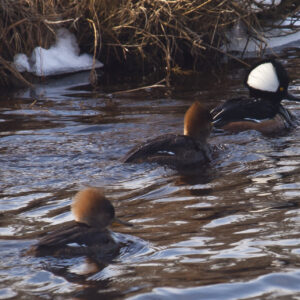 Bufflehead Mates