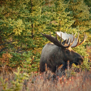 A bull moose in Denali National Park.