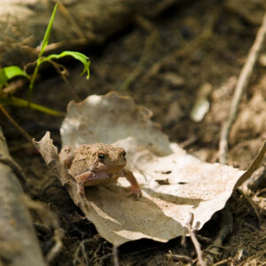Common toad amongst the marsh foliage.