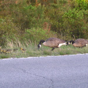 Canada Geese and Goslings