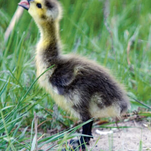 Canada Gosling Calling for Mama