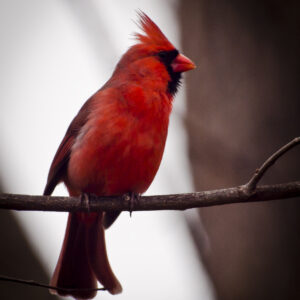 Cardinal Colors