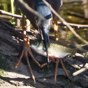 Little Blue Heron with its catch.