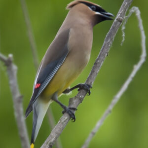 Cedar Waxwing