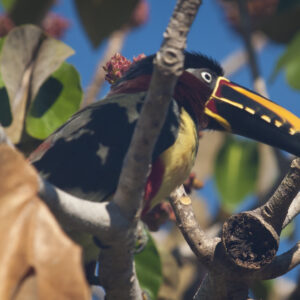 Chestnut-eared Aracari