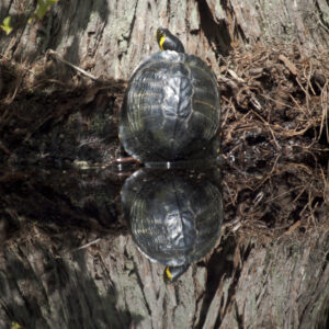 Coastal Plain Cooter turtle perfectly reflected.