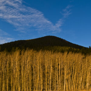 A Colorado stand of Aspen shine like gold.
