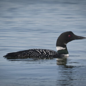 Common Loon