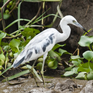 Costa Rican Egret.