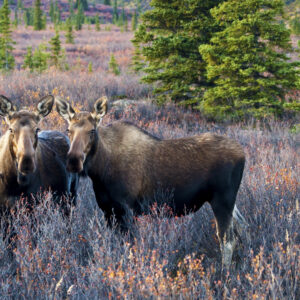 A moose cow and her calf.