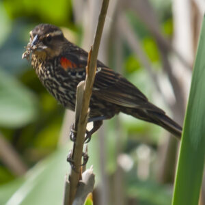 Female Red-winged Blackbird.