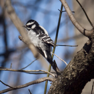 Downey Woodpecker