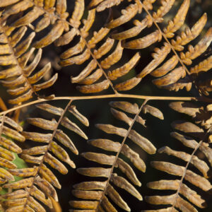 Dried Fern Leaves