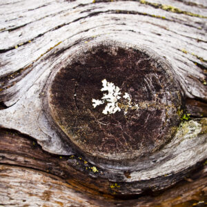 Driftwood on the shores of the Tongass