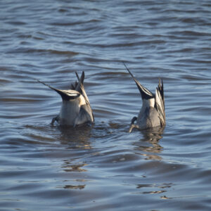 Pintail ducks ducking!