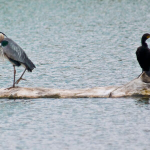 A Great Blue Heron and an American Cormorant