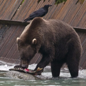 Grizzly fishes at the Chillkoot River weir.