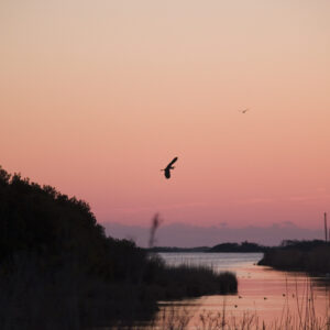 Great Blue Heron soars into a Chincoteague sunset.