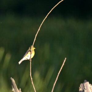 Songbird perched on willow stalk