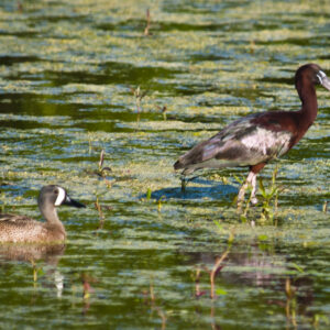 Blue-winged Teal and White-faced Ibis