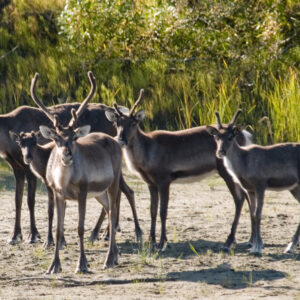Migrating Cairbou at Alaska's Onion Portage.