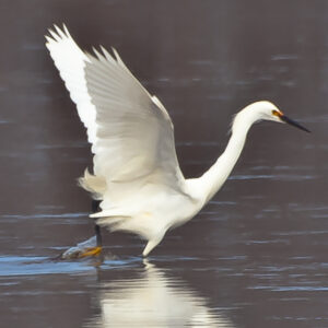 A Snowy Egret prepares for flight.