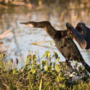 An anhinga on the alert.