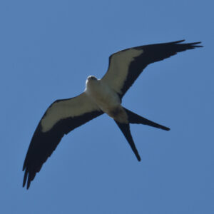 Florida Kite soaring in a clear blue sky.