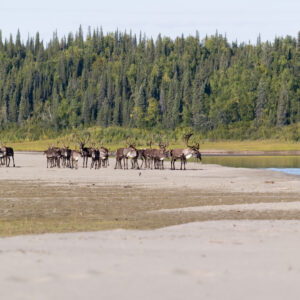 Caribou herd gathers after crossing the Kobuk River.